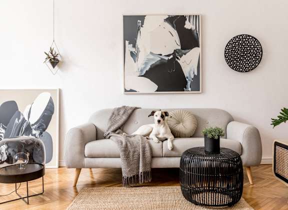 A dog sitting on a couch at Casa de Luna Apartments, Raleigh