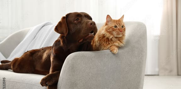 a dog and cat laying on a couch at 3333 Wisconsin, Washington, 20016