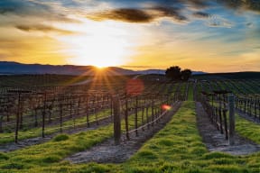 SLO Wine Country offers 280 wineries and 40 grape varieties in the region.