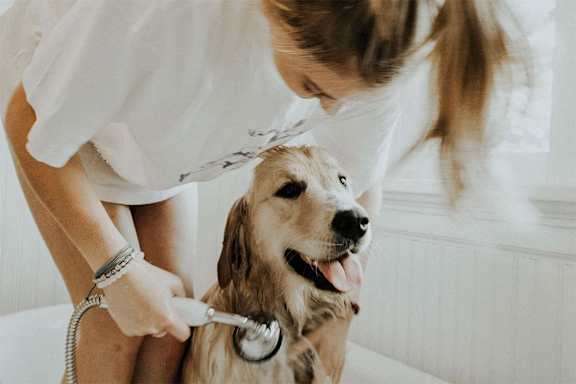 A woman is brushing a dog's teeth.