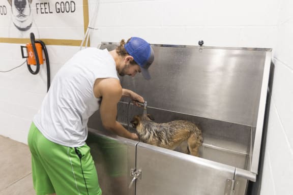 man washing dog in pet spa