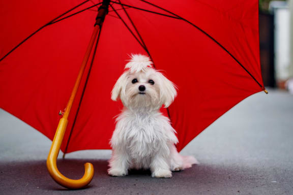a small white dog with a red umbrella