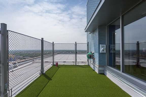 Dog Run