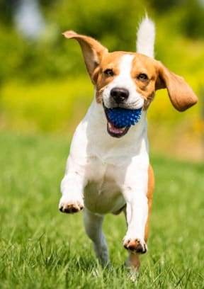a dog running with a ball in its mouth  at Lexington on the Green, Raleigh, NC, 27604