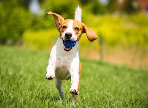 A dog running with a ball in its mouth at The Groves Apartments, North Carolina
