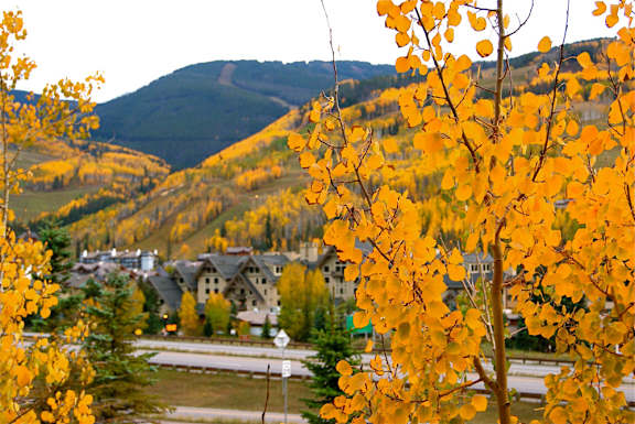 Beautiful View Of Tree Leaves at Middle Creek Village LLC, Vail, 81657