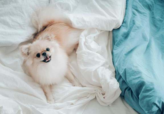 Dog in bed
