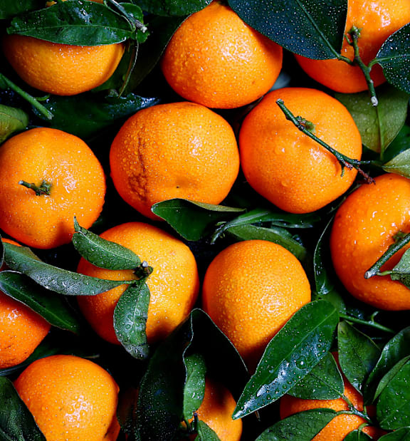 Oranges at The Orion Senior Apartments - Orange, CA, Orange, CA 92866