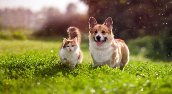 a dog and a cat running in the grass at Hidden Creek, Maryland