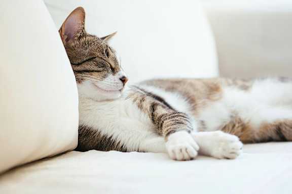 Cat Sleeping On The Couch at Chapman House, E. Boston, Massachusetts