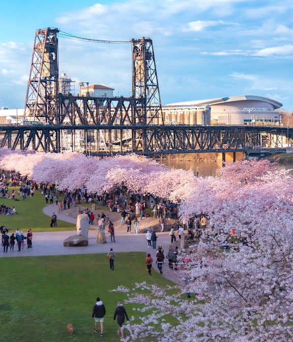 A large crowd of people are gathered in a park with cherry blossom trees.