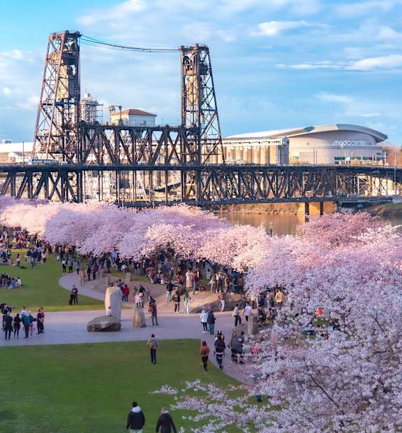 A large crowd of people are gathered in a park with cherry blossom trees.