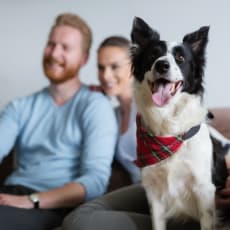 a dog sitting on a couch with a couple in the background