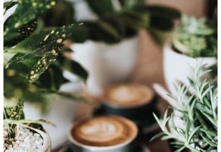 four cups of coffee on a table with plants