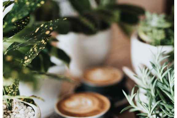 four cups of coffee on a table with plants