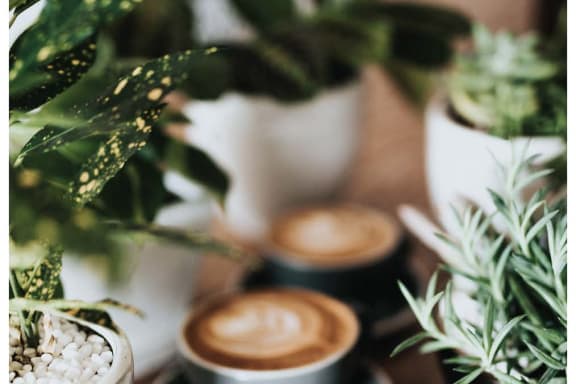 four cups of coffee on a table with plants