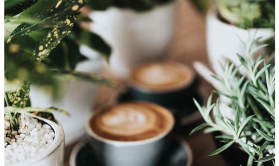 four cups of coffee on a table with plants