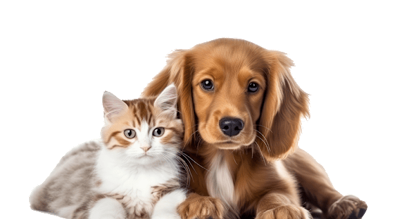 A cat and a dog are sitting together.
