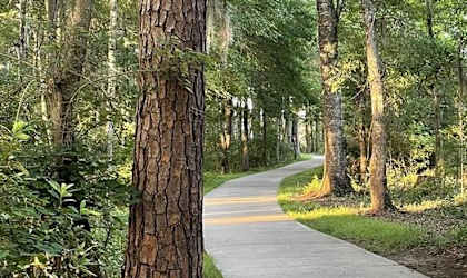 a path in the woods with trees on both sides