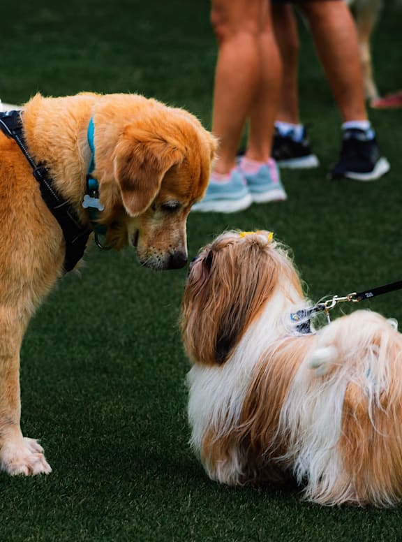 A dog sniffs another dog on a leash.