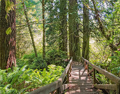 A wooden walkway leads through a lush green forest.