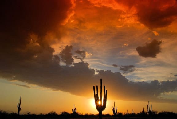 a desert sunset with a cactus in the foreground