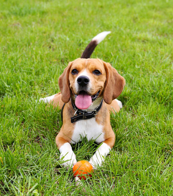 A beagle dog is lying on the grass with a ball in its mouth.