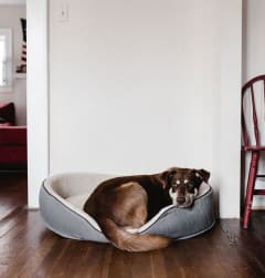 a dog laying in a dog bed in a living room