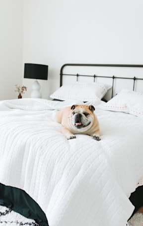 A dog is sitting on a white bed.