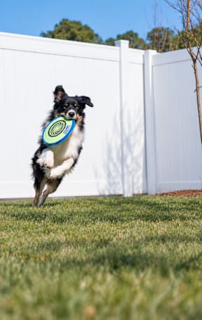 A dog is jumping in the air to catch a frisbee.
