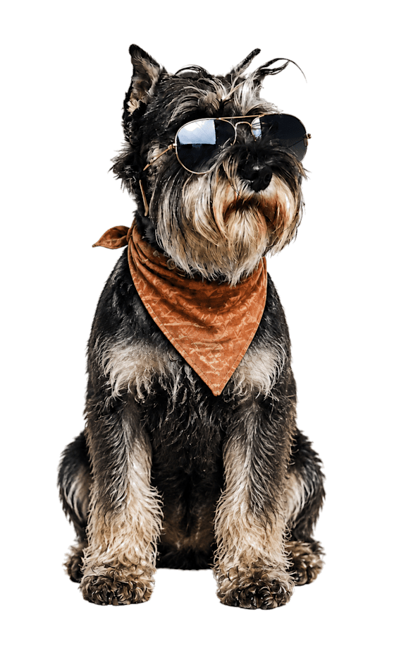 A dog with sunglasses and a bandana sits on a white background.