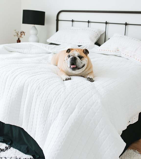 A dog is sitting on a white bed.