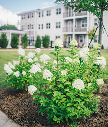 a plant with white flowers in front of a building at Woodlands Creekside Apartments, McDonough, GA, 30253