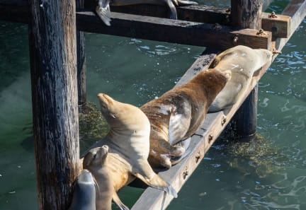 a group of seals laying on a dock near the water