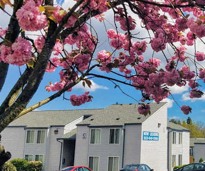 A tree with pink blossoms is in the foreground of a parking lot with cars and a building in the background.