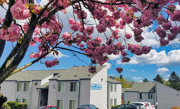 A tree with pink blossoms is in the foreground of a parking lot with cars and a building in the background.