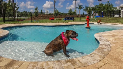 a dog sitting in a pool with a red fire hydrant in the background