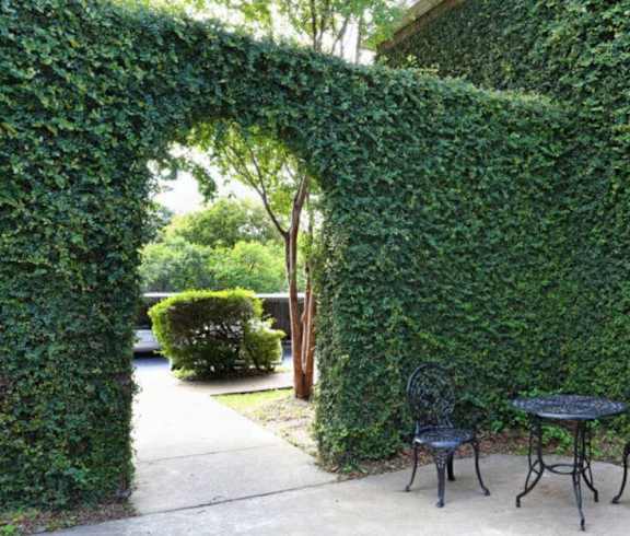 A patio with a table and chairs is framed by a green arch of ivy.