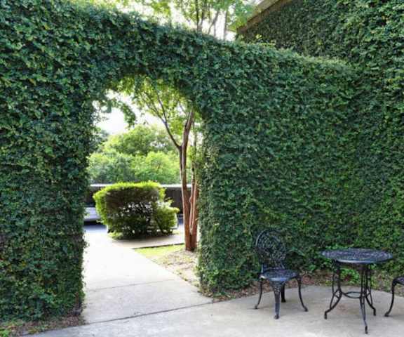 A patio with a table and chairs is framed by a green arch of ivy.