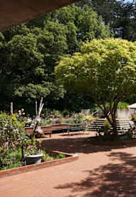 A garden with a bench and a tree with yellow flowers.