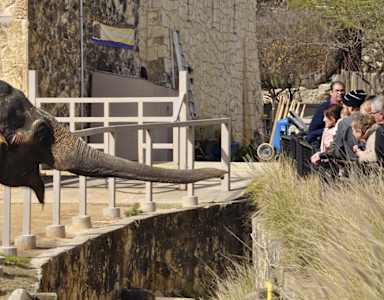 A large elephant is walking on a bridge with people watching.