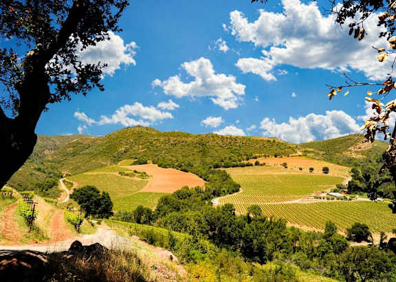 A tree in the foreground with a landscape of fields and hills in the background.