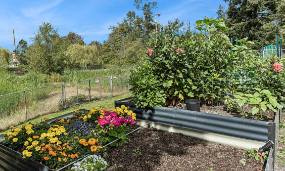 Community garden at Woodrose Senior Affordable Apartments in Bellingham WA