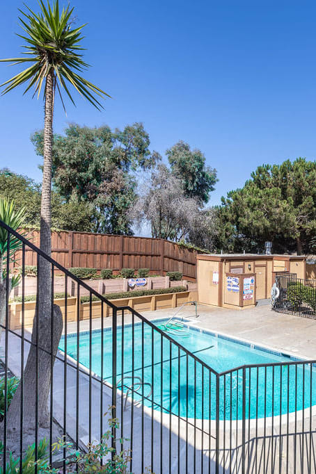 our apartments have a large pool and a patio with a palm tree