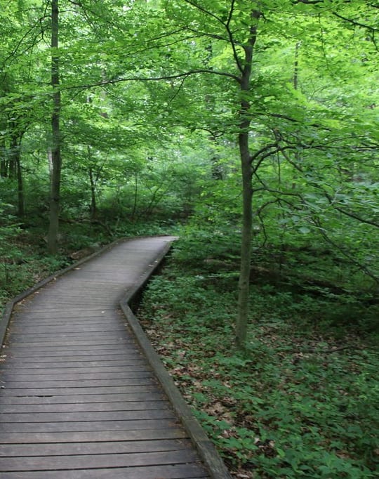 a wooden pathway in the woods