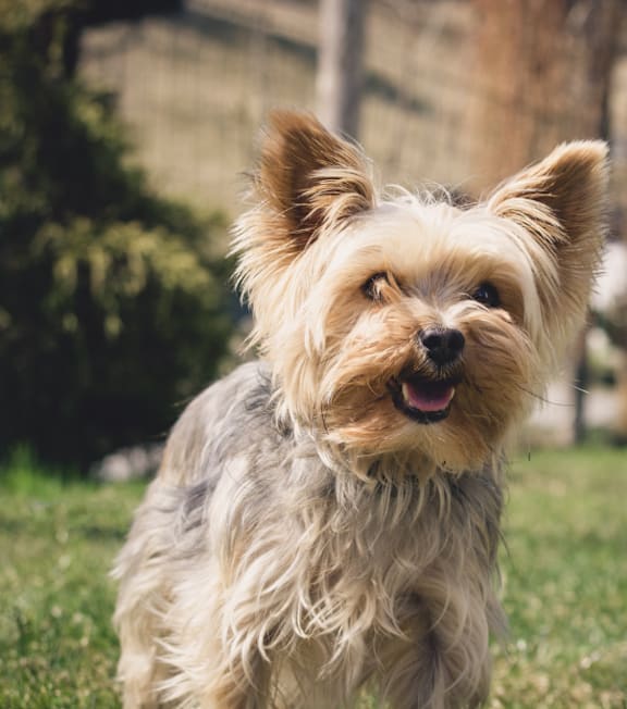 A small dog with a fluffy coat is standing in a grassy area.