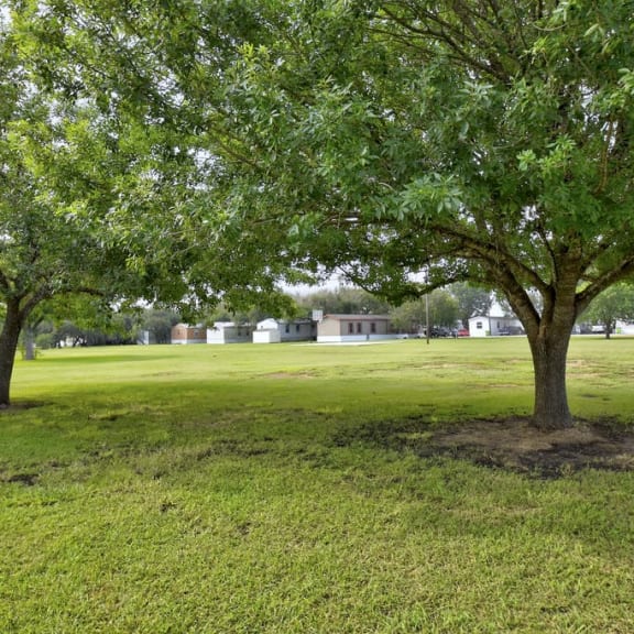 Green Background with large trees at Country Oaks, San Antonio, Texas