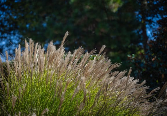 feathery grasses blowing in the wind in front of trees
