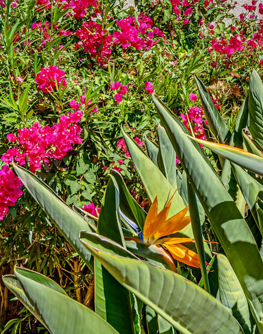 A close up of a green leafy plant with yellow and orange flowers. at Legacy Hills at Poway 55+ Apartments, Poway, California