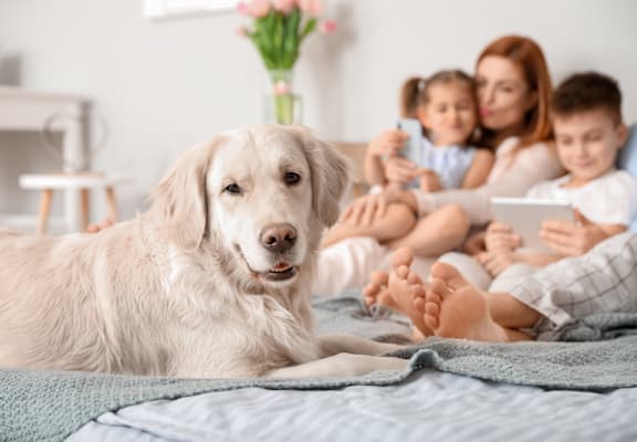 A family is sitting on a bed with a dog in front of them.